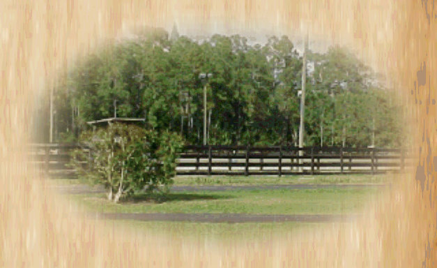 pinetree_good005004.jpg