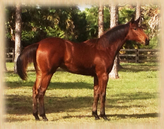 pinetree_good006003.jpg